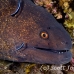 moray_yellowmargin_bhr_tam_h_0086_bal5829.jpg
